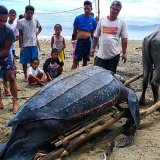 La plus grande espèce de tortue connue, la tortue luth, peut atteindre plus de deux mètres (archives).